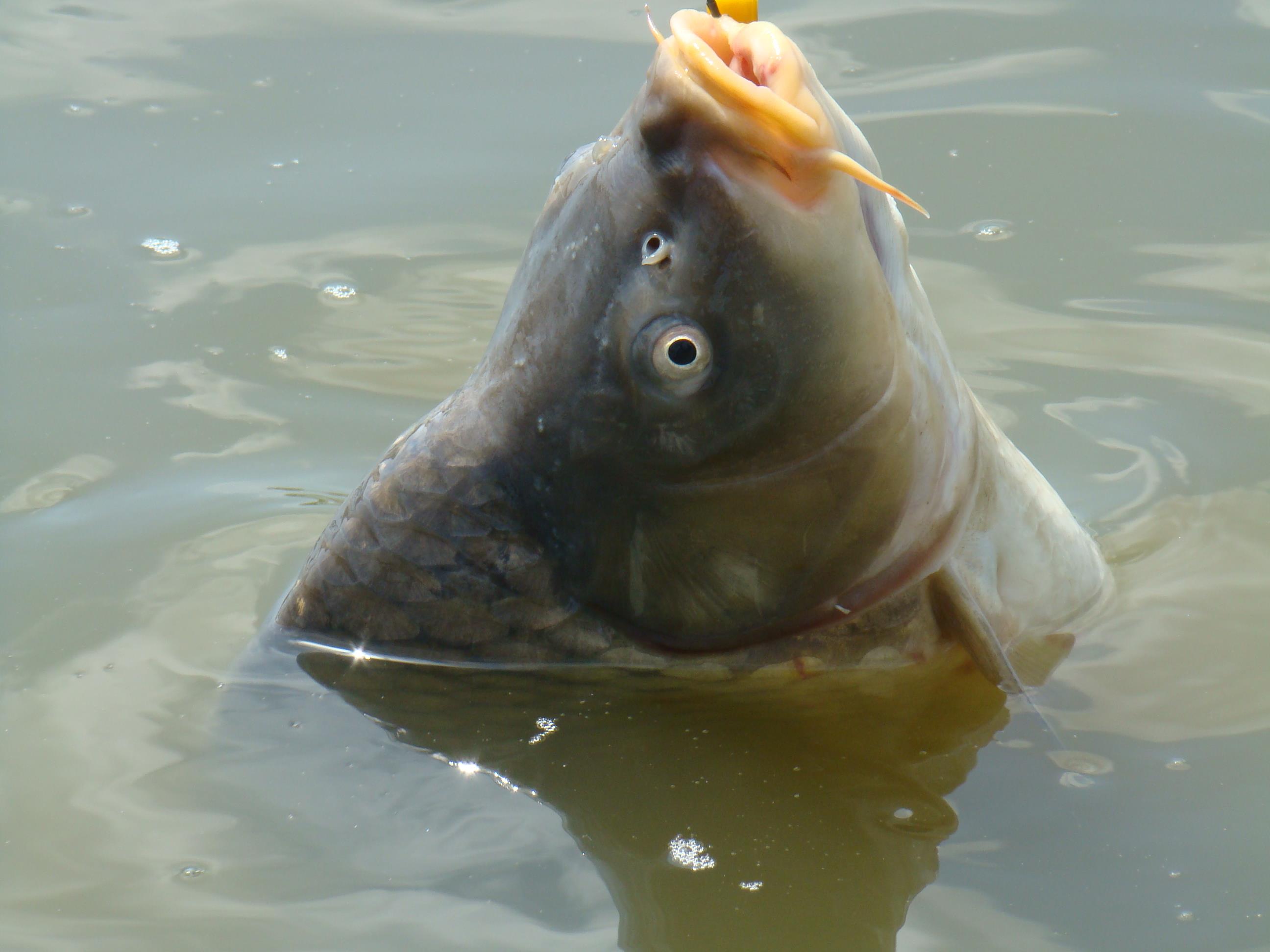 Moara Vlasiei 2 27 - 29 apr.2010 - DSC03036.JPG